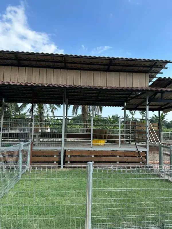 Covered animal shed with a grassy pen