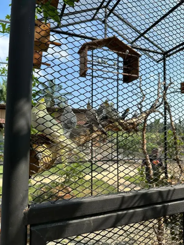 Looking through the aviary mesh