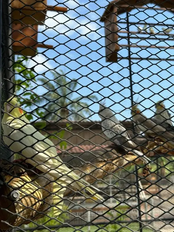 Birds perched inside the aviary