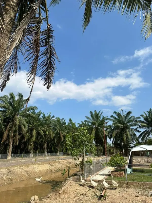 Ducks by a stream with palm trees behind