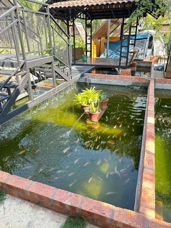 Fish pond with a raised timber hut