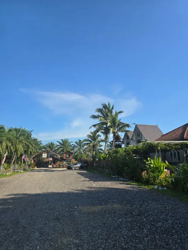 Driveway lined with palms leading to the cottages