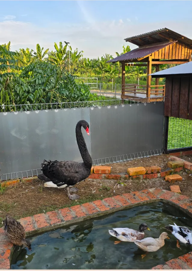 A black swan and ducks by a garden pond