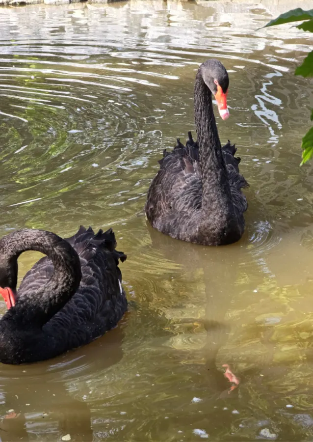 A black swan swimming