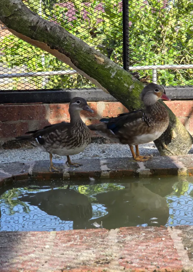 Ducks resting at the edge of a pond