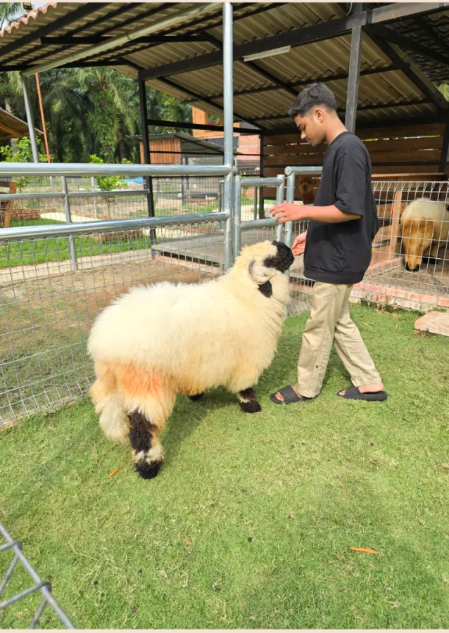 A guest feeding a woolly sheep in the animal garden