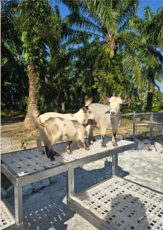 Goats standing on a bench under the palms