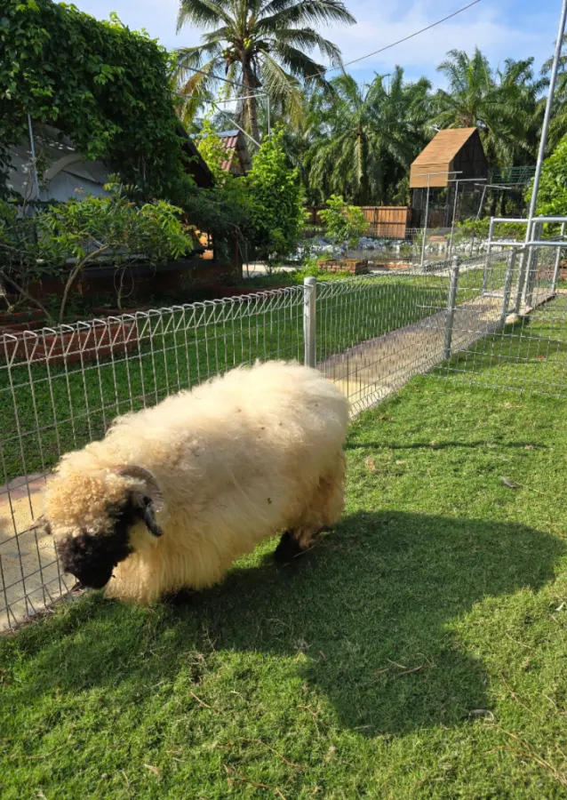 A woolly sheep grazing on the lawn