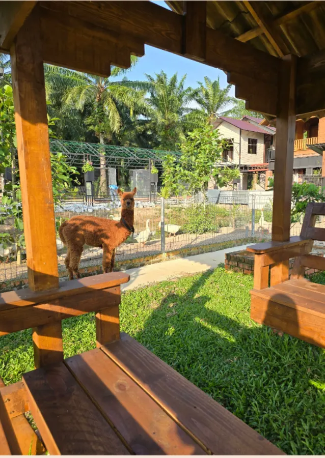 A young deer beside a timber gazebo